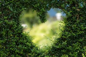 ประโยชน์ของการ ขี่จักรยาน 3 heart leaves foliage garden bush 1192662